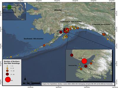 Causes of Mortality of Northern <mark class="highlighted">Sea Otters</mark> (Enhydra lutris kenyoni) in Alaska From 2002 to 2012